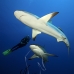 shark_reef_caribbean_bc2_jar_v_0516_cub3648.jpg